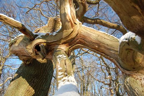 agony of dead tree