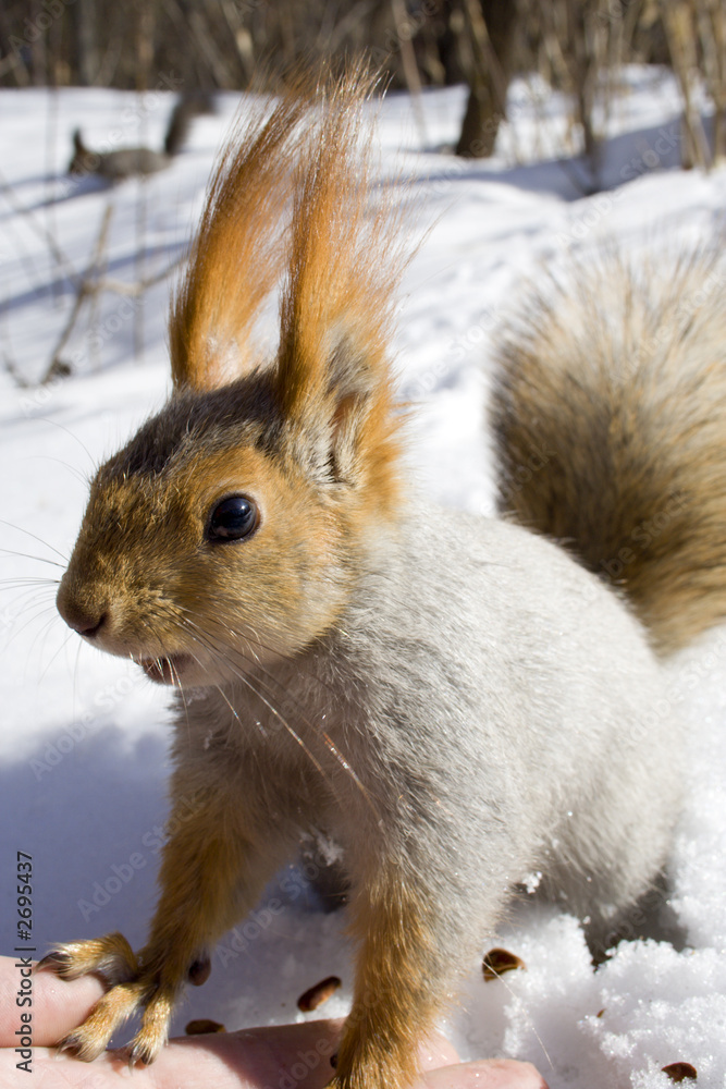 squirrel on the snow gnawing nuts of siberian pine squirrel on the snow gnawing nuts of siberian pine