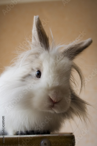 the royal lionhead's rabbit