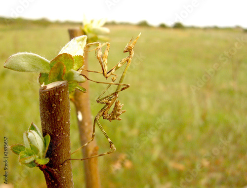 empusa pennata photo