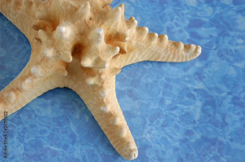 starfish on a blue background photo