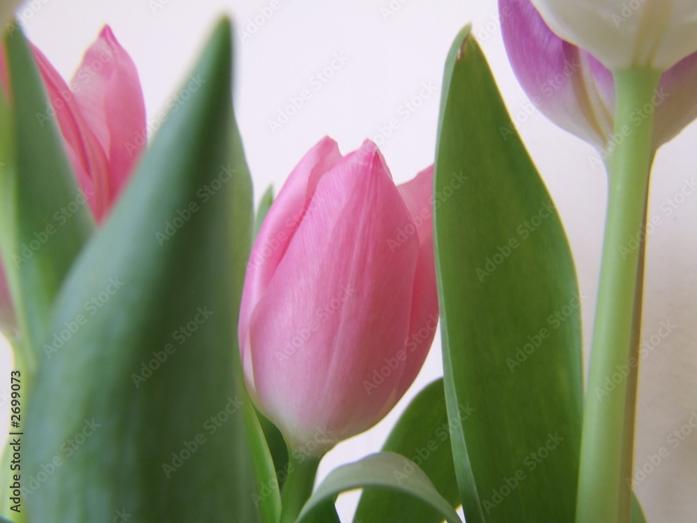tulip flowers tulip flowers