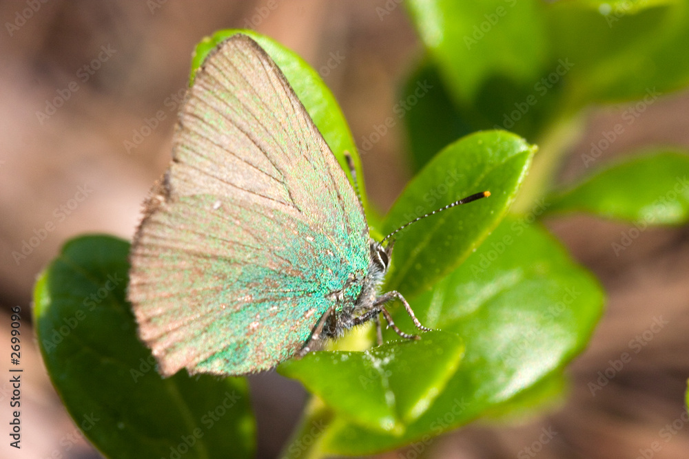 the butterfly on a cowberry the butterfly on a cowberry