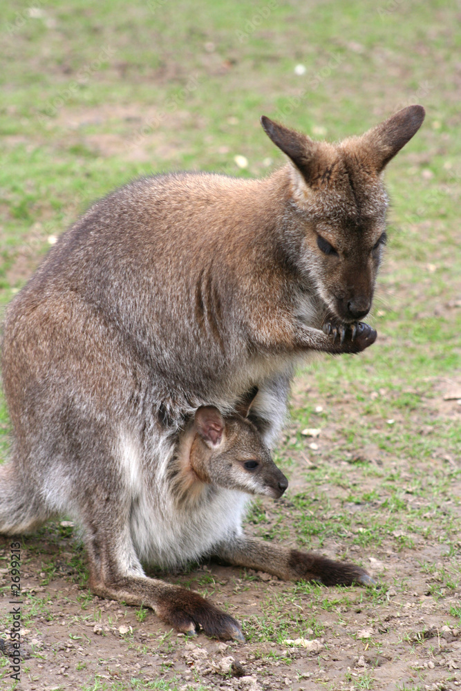känguru-mama mit kind 2