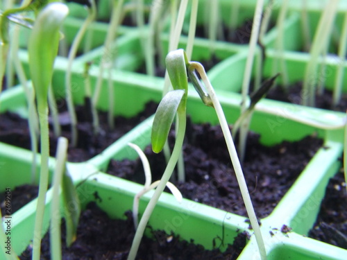 close up of flower seedling