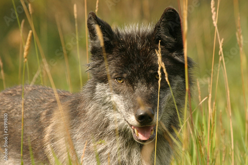 dark grey wolf