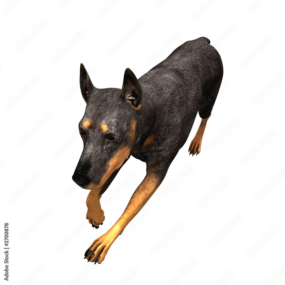 doberman - 15 doberman - 15