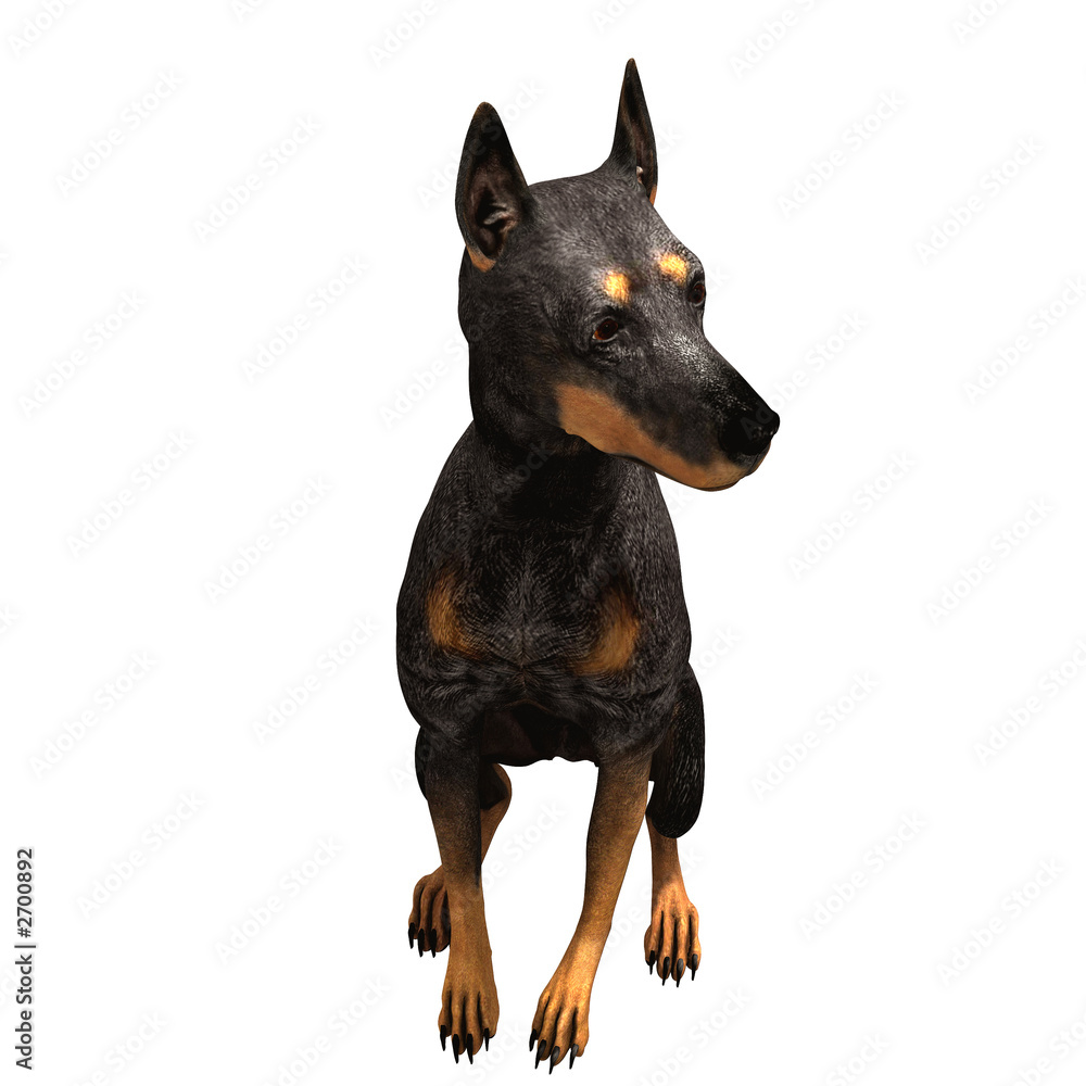 doberman - 11