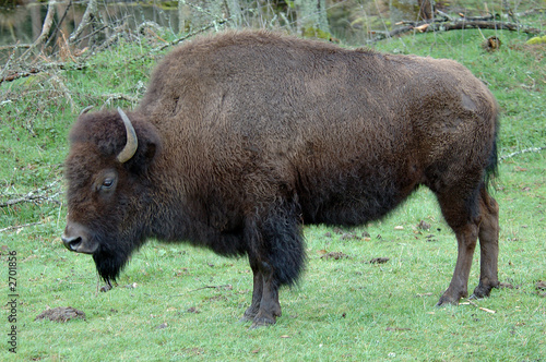 bison © Marina Krasnovid