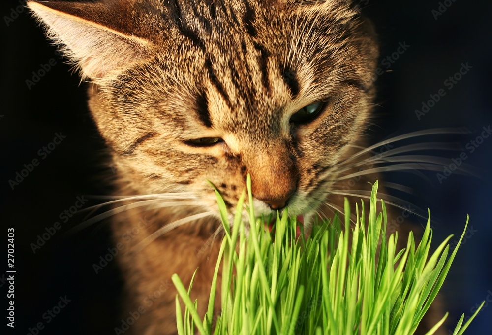 Naklejka premium cat eathing grass