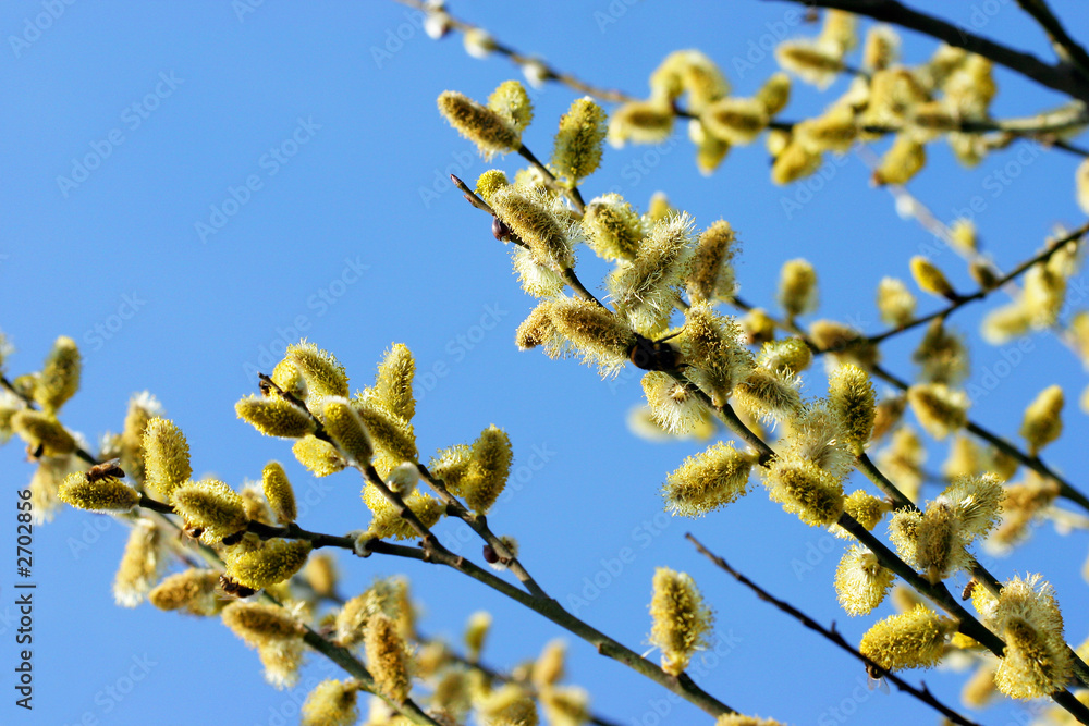 yellow spring flowers/buds - blue sky yellow spring flowers/buds - blue sky