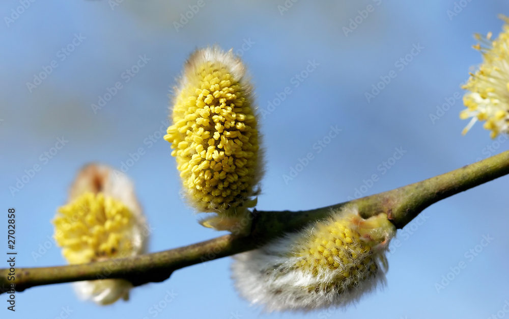 yellow spring flowers/buds - blue sky yellow spring flowers/buds - blue sky