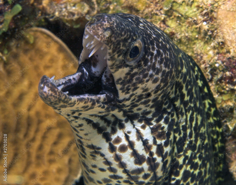 moray ell moray ell