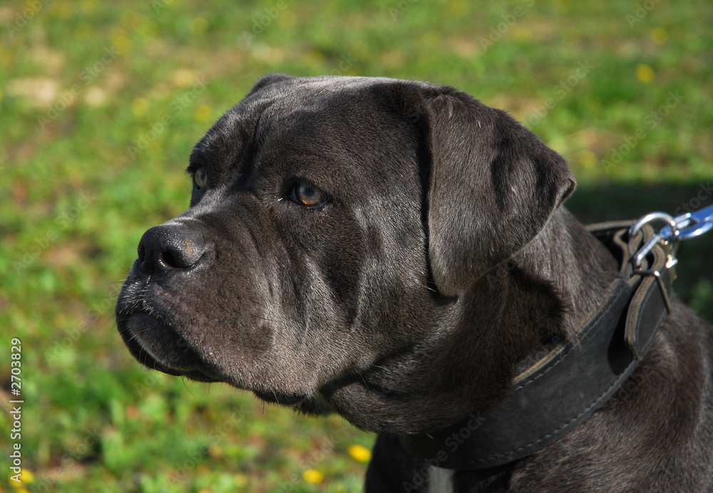 expression de cane corso expression de cane corso