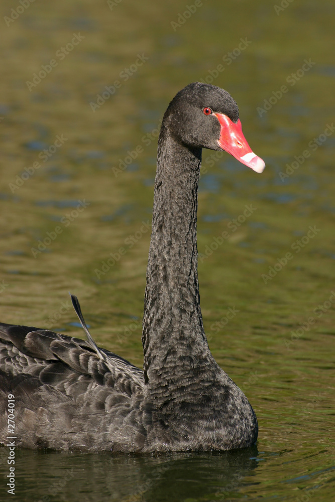 Obraz premium black swan