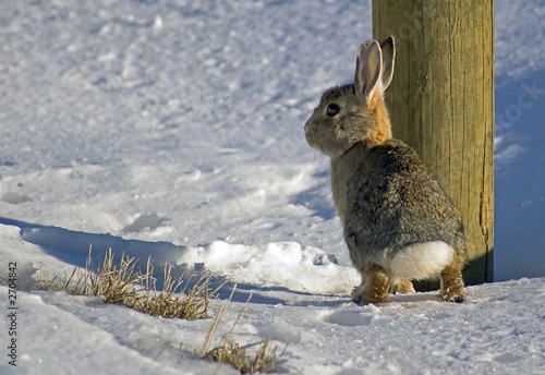 Peekaboo Bunny