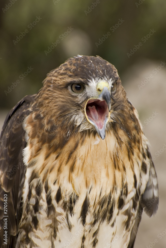 mdg-birds-17 mdg-birds-17