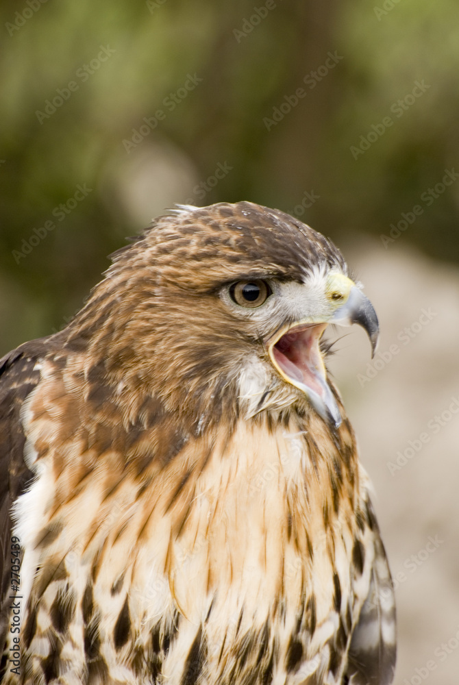 mdg-birds-16 mdg-birds-16
