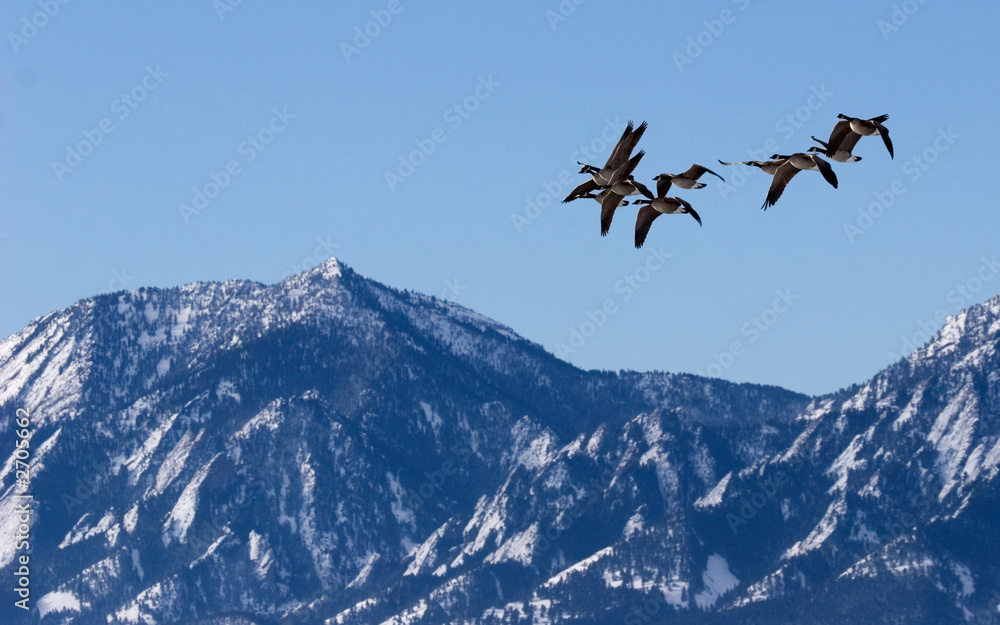 canada geese over boulder, co