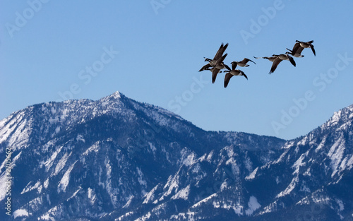 canada geese over boulder, co