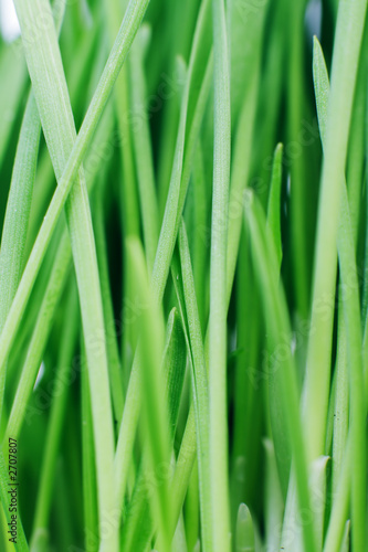 green grass. texture.