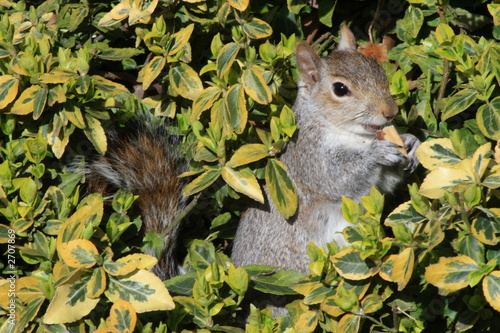 squirrel eating a nut