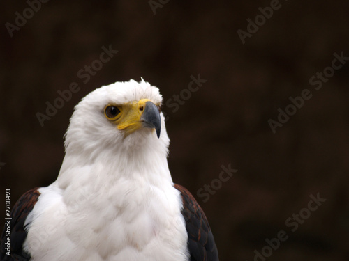 eagle © Pieter Cuijpers