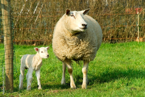 spring, new born lambs