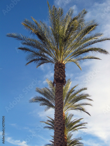 row of palm trees