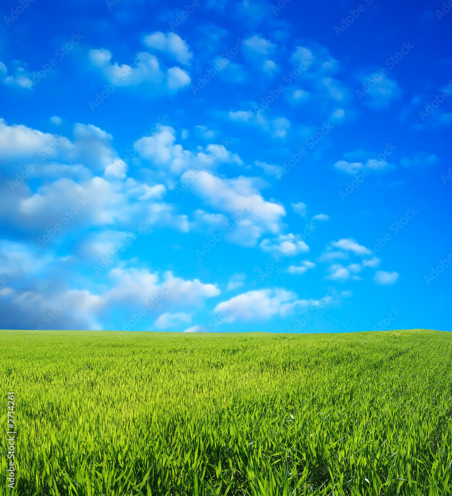 wheat field over beautiful blue sky 2 wheat field over beautiful blue sky 2