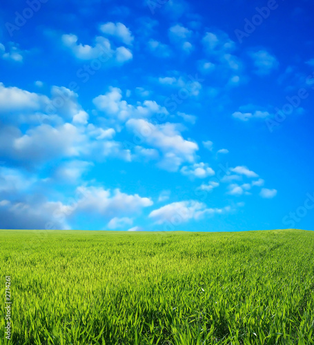 wheat field over beautiful blue sky 2