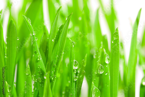 fresh grass with dew drops