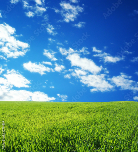 wheat field over beautiful blue sky 5