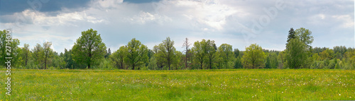 panorama of yellow medow