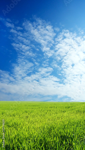 wheat field over beautiful blue sky 8