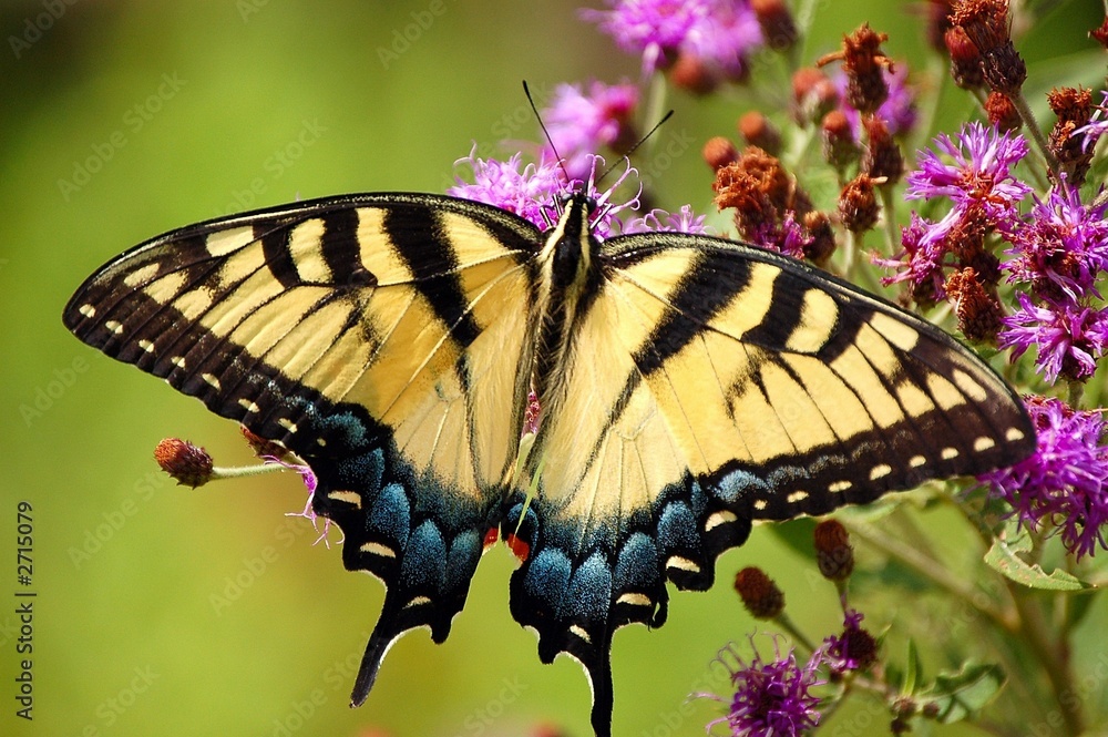 Naklejka premium tiger swallowtail