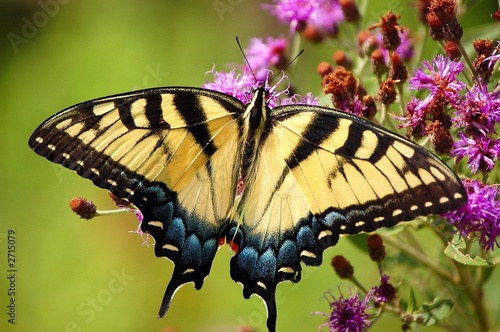 tiger swallowtail photo