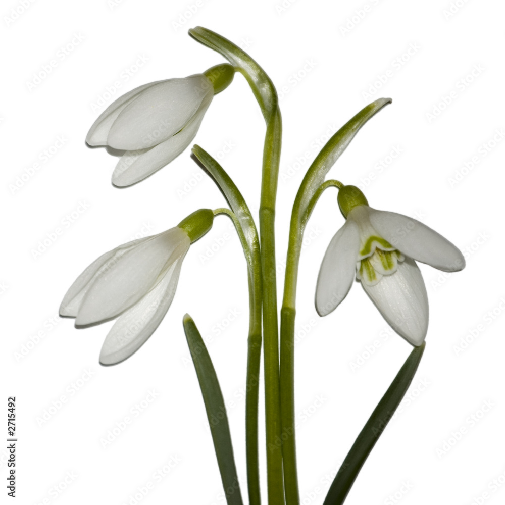 snowdrops