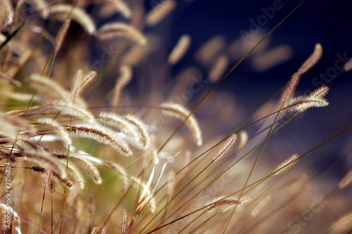 autumn grass in sunset light