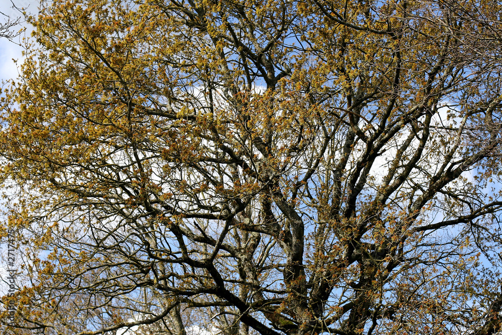 Fototapeta premium arbre printanier