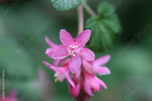 flowering redcurrant flower