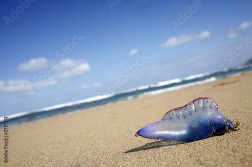 medusa en la playa
