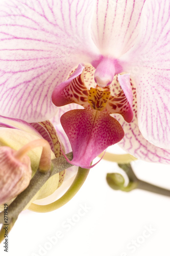 pink orchid