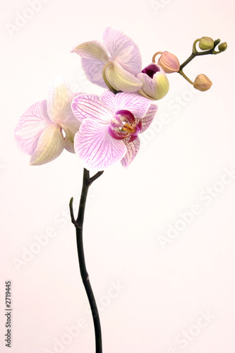 pink orchid