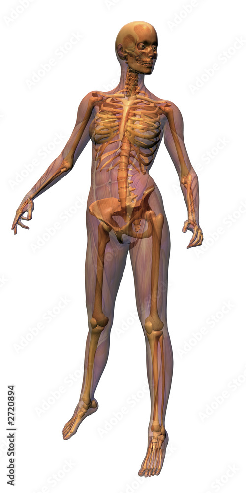 female anatomy - musculature with skeleton
