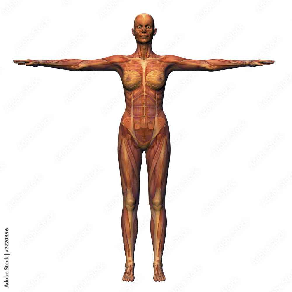 female anatomy - musculature with skeleton