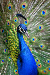 Fototapete Pfau Farbenfroher Pfau mit blauem Band  © Lincoln Rogers