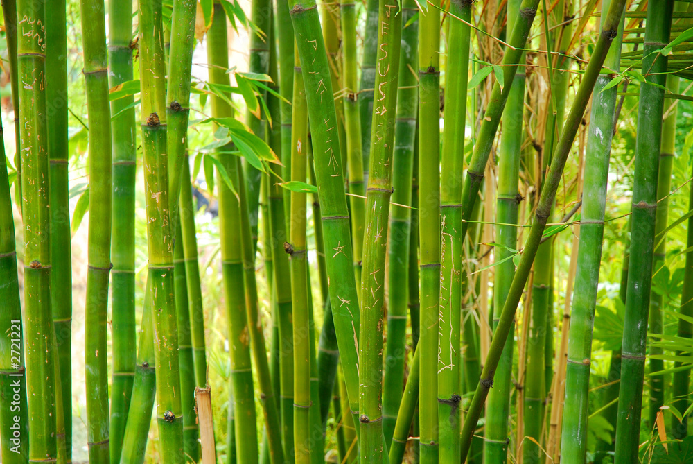 Fototapeta premium łodygi bambusa