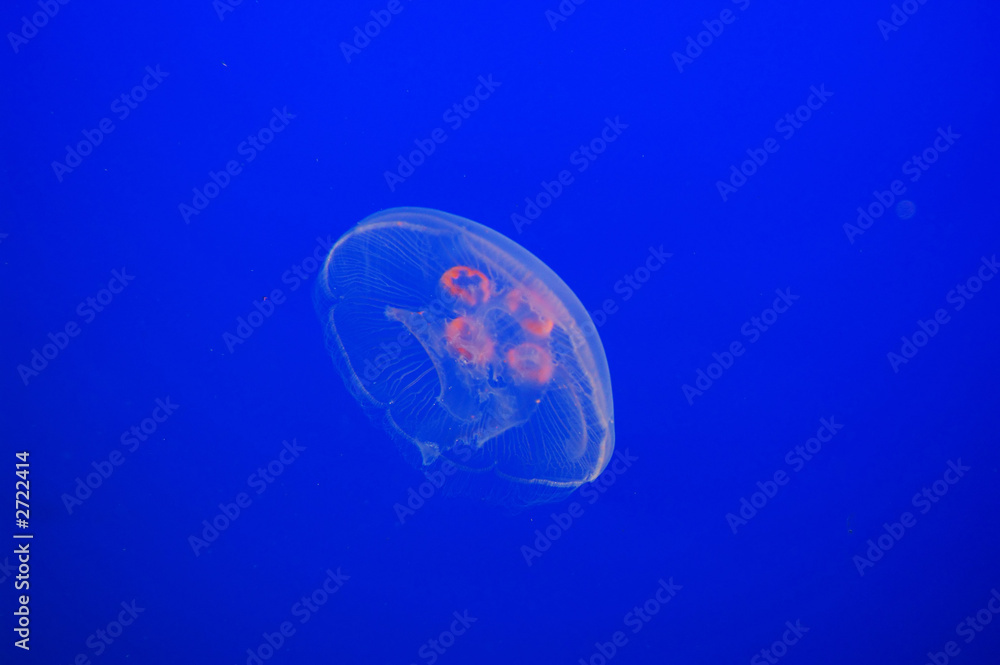 moon jellyfish and planktons in blue water moon jellyfish and planktons in blue water
