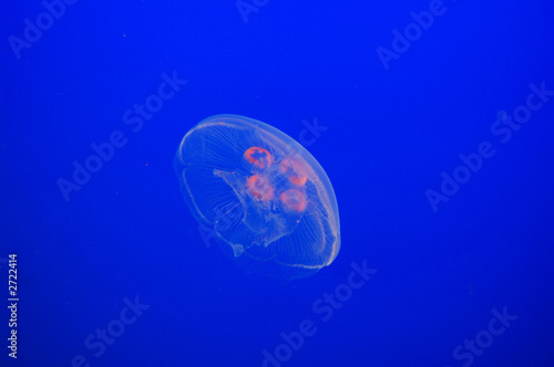 moon jellyfish and planktons in blue water © Lijuan Guo